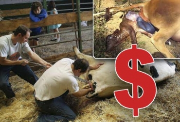 “Es indispensable y urgente iniciar controles permanentes para prevenir abortos en las vacas de nuestro hato”, dijo Jorge Humberto García. Foto: Tomadas de video Costos de un aborto, sobre cotos en los que se incurre, ingresos dejados de percibir, valor del animal perdido, tiempo perdido en gestación, manejo sanitario, tiempo de recuperación, periodo de días y meses para volver a parir, CONtexto Ganadero, noticias de ganadería colombiana.