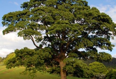 “El corredor de robles de Guantiva - La Rusia – Iguaque, preserva los ríos Suárez y Chicamocha”, dijo Andrés Avella Muñoz. Foto: Bioenciclopedia El Roble debe protegerse, recurso ecológico, parte alta de las cordilleras, corredor de robles de Guantiva - La Rusia – Iguaque, preservación ríos Suárez y Chicamocha, tres tipos de robles, protección de la conservación, Contexto Ganadero, noticias de ganadería colombiana.