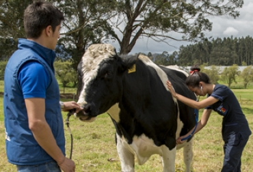 La presencia de garrapatas se agudiza en situaciones de cambio climático. Foto: ICA. ganadería, ganadería colombia, noticias ganaderas, noticias ganaderas colombia, contexto ganadero, Guía para el manejo de garrapatas y adaptación al cambio climático, Universidad de La Salle Colombia, IICA, Jaime Romero Prada, Efraín Benavides Ortiz y Luis Carlos Villamil Jiménez, garrapatas y cambio climático, impacto económico de la garrapata en la ganadería,