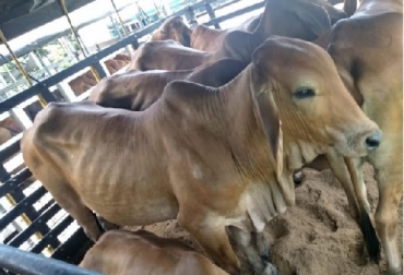 La Policía Nacional logró determinar que los bovinos retenidos eran producto del abigeato, y pertenecían a un productor de Sahagún, Córdoba. Foto: ICA abigeato, ganado, departamento de Bolívar, Controles de movilización, Guía Sanitaria de Movilización Interna de Animales, GSMI, ICA, Policía Fiscal y Aduanera POLFA, departamento de Córdoba, vía de Gambote - Arjona, Guías de Movilización Animal SIGMA, Cristóbal Monterrosa, Sahagún, Córdoba, Ganadería, ganadería colombiana, noticias ganaderas, noticias ganaderas Colombia, CONtexto ganadero