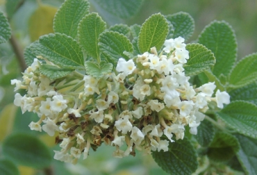 La planta Lippia origanoides H.B.K. es de fácil establecimiento pero se dificulta su producción masiva. Foto: aplantadavez.com.br Aditivo ganado Agrosavia, aditivo ganadería, aditivo desarrollado por Agrosavia, Aditivos ganadería, definición aditivos ganadería, aditivos en ganadería, aditivos alimentos ganadería, uso aditivos en rumiantes, aditivo ganadería Corpoica, microbioma de los bovinos, microbiología del rumen, CONtexto ganadero, ganaderos Colombia, noticias ganaderas Colombia