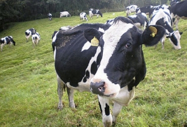 El ciclo productivo de la vaca inicia después del fin de la fase calostral y va hasta el periodo seco. Foto: Agricultura & Ganadería Vaca Lactancia, lactancia 3 tercios, recomendaciones nutricionales tercios, tres tercios lactancia, alimentación bovina, vaca en gestación, Suplementación Bovina, CONtexto ganadero, ganaderos colombia, noticias ganaderas colombia