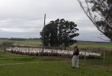 Debe haber estímulo/compromiso con la ovinocultura de quien trabaja en ella. Los ovinos no se pueden manejar “a distancia”, señala Esteban Carriquiry. Foto: fororural.com. Uruguay, producción ovina, Los 10 mandamientos de la producción ovina, tasa mellicera, mortalidad neonatal de corderos, Manejo de carneros, encarnerada; refugo, Flushing, tasa mellicera, prolificidad, potencial carnicero, Decálogo para aumentar los kilos, Gianni Bianchi Olascoaga Ing. Agr., Dr. 2tanos@gmail.com, Esteban Carriquiry, Ganadería, ganadería colombiana, noticias ganaderas, noticias ganaderas Colombia, CONtexto ganadero