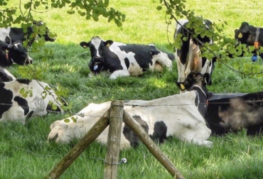 Una de las recomendaciones del experto argentino es permitir que las vacas tengan comodidad para echarse y hacer la rumia. Foto: Ganaderia SOS Bienestar animal, eficiencia de conversión, claves bienestar animal, rutinas en las vacas, retorno económico ganadería, mayor producción de leche, adaptación de las vacas, costumbre de las vacas, vacas se adaptan al ordeño, mejorar eficiencia de conversión, pastoreo eficiente, CONtexto ganadero, ganaderos Colombia, noticias ganaderas Colombia