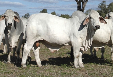 El ganadero debe prestar especial atención al toro, que puede ser un transmisor de agentes de enfermedades venéreas como Campylobacer o Trichomona. Foto: brahman.com.au Atención a las enfermedades venéreas en ganado bovino en Colombia, enfermedades transmisión sexual bovinos, enfermedades de transmisión sexual en bovinos, enfermedades venéreas en bovinos, raspado prepucial en Colombia, perfil reproductivo toro Colombia, CONtexto ganadero, ganaderos Colombia, noticias ganaderas Colombia