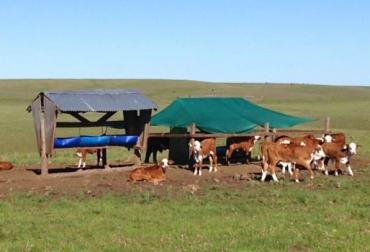 Esta es la estructura que el experto argentino recomienda para implementar el creep-feeding con bajo costo. Foto: fororural.com Consejos para usar creep-feeding, creep-feeding Colombia, creep-feeding, corral de alimentación para terneros, mejora en la producción, alimentación de terneros, corrales, ganancia diaria de peso, producción de carne, forraje, deficiencia de nutrientes, suplemento proteico, CONtexto ganadero, Ganadería colombiana, noticias ganaderas Colombia