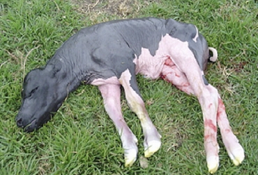 La campilobacteriosis es causada por el agente Campylobacter fetus que se transmite por vía genital durante la monta. Foto: zoovetesmipasion.com Campilobacteriosis genital bovina, campylobacter, enfermedades de transmisión sexual en bovinos, enfermedades venéreas en bovinos, campilobacteriosis en ganaderías de Colombia, campilobacteriosis Colombia, CONtexto ganadero, ganaderos Colombia, noticias ganaderas Colombia