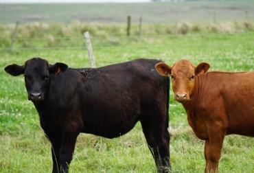 A los 20 meses –y en montas estacionales– eligiendo toros de bajo peso al nacer, es posible lograr un impacto importante sobre el hato, señala Martín García: Foto: fororural.com. Monta, entore, edad al primer servicio, Diego Echenique - productor uruguayo, Martín García – Argentina, Andrés Sinisterra MV colombiano, Ganadería, ganadería colombiana, noticias ganaderas, noticias ganaderas Colombia, CONtexto ganadero