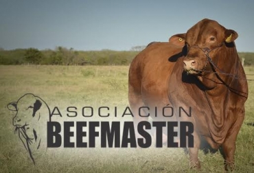 “México ha sabido aprovechar las ventajas que el Beefmaster ofrece para climas tropicales y es la raza que más registros tiene anualmente”, dijo Adriana Botero. Foto: YouTube. Asociación beefmaster, giras a Estados Unidos y México, transferencia de tecnología, subasta de mejores toros del mundo, ventajas, selección, CONtexto Ganadero, noticias de ganadería colombiana.