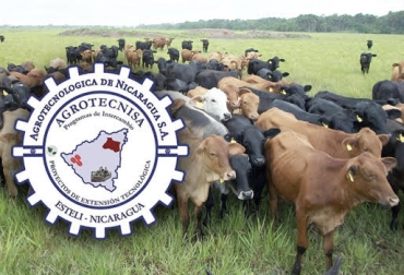 “Nicaragua desea conocer la experiencia de Colombia en materia de sostenibilidad de los emprendimientos pecuarios”, dijo Yasser Zalan. Foto: http://guiagronicaragua.com - LaRepublica.co Gira técnica de ganaderos de Nicaragua, Grupo Zalan, Agrotecnisa, ganadería sostenible, doble propósito, agronegocios, fincas de Facatativá en Cundinamarca, Planeta Rica en Córdoba, intercambio tecnológico, CONtexto Ganadero, noticias de ganadería colombiana.