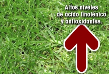 Investigaciones de las Universidades de Antioquia y Nacional resaltan la presencia del ácido linolénico en el pasto kikuyo. Foto: turfland.com.ar - contextoganadero.com Acido linolénico en Kikuyo, pasto trópico alto, adaptable a otros climas, presión sistólica y el nivel de colesterol plasmático, previene la trombosis, CONtexto Ganadero, noticias de ganadería colombiana.