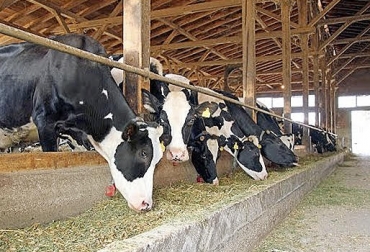 “Los requerimientos nutricionales de los rumiantes cambian dependiendo de la edad, estado de producción y clima”, dijo Lee Rinehart. Foto: YouTube Lee Rinehart, especialista en Agricultura de NCAT, rumen, producción de biomasa, producción de energía, pastos, dicotiledóneas, arbustos y árboles, siete principios, CONtexto Ganadero, Noticias de ganadería colombiana.