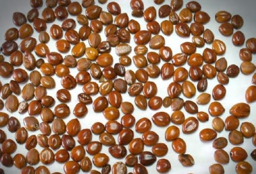 “Se evaluó el polvo de semilla de Cassia Fístula mediante la prueba de jarras y actuó sobre la alcalinidad del agua”, dijeron Arnulfo Taron, Luis Guzmán y Israel Barros. Foto: SEMILLAS TROPICALES SA Cassia Fístulo, purificador de agua, prueba de jarras, alcalinidad, coagulante natural, CONtexto Ganadero, noticias de ganadería colombiana.