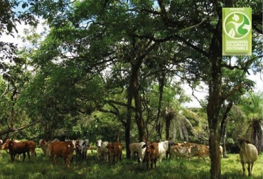 Para proporcionar sombra al ganado, seleccione árboles con copas anchas y densas, como por ejemplo los samanes o campanos y, mangos, entre otros. Foto: GCS Ganadería Colombiana Sostenible, GCS, Regeneración natural, árboles dispersos en potrero, restablecer y recuperar especies arbóreas, dispersión natural o de las semillas que quedan en el suelo, biodiversidad, adaptación al clima y al suelo, cámbulos o robles, cedros, laureles, campanos, iguaes, piñones, refugio para animales silvestres, ganadería bovina, Ganadería, ganadería colombiana, noticias ganaderas, noticias ganaderas Colombia, CONtexto ganadero