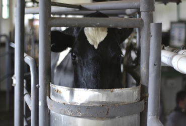 Los análisis se adelantaron en la provincia de Ubaté, una de las principales productoras de leche en el país. Foto: Archivo Unimedios. Ganadería, ganadería colombia, noticias ganaderas, noticias ganaderas colombia, CONtexto ganadero, huella de carbono, huella de carbono en leche, leche, producción de leche, universidad nacional, Erika Luciana Gómez, Producción Animal de la Universidad Nacional, consumo total de materia seca GEI, gases de efecto invernadero, huella de carbono de la leche, animales en ordeño, uso de alimentos producidos fuera de la finca