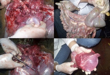 Estos son los resultados de una necropsia practicada a un animal intoxicado por urea, que presentó ganglios inflamados y hemorragia en la tráquea. Foto: patologiamvz-unipaz.blogspot.com Suplemento de urea en ganado bovino, alimentación urea ganado bovino, intoxicación urea ganado bovino, uso de urea en dietas de bovinos, prevenir intoxicación urea bovinos, dieta balanceada bovinos, dieta bovinos, CONtexto ganadero, ganaderos Colombia, noticias ganaderas Colombia