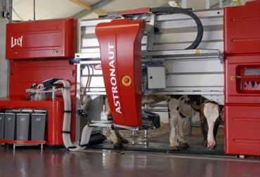 En el 99 % de los casos funciona en forma voluntaria, mientras que el 1% restante se hace necesario buscar a los animales. Foto: AgriExpo. Ordeño voluntario, ordeño robotizado, vacas ordeño voluntario, explicación sobre ordeño voluntario, robot para ordeño, Tipos de sala de ordeño, equipos de ordeño, ordeño robotizado sistemas pastoriles, CONtexto ganadero, ganaderos colombia, noticias ganaderas colombia