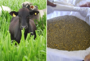 Sin duda alguna, el kilo de concentrado es mucho más costoso, aunque usted mismo puede comprobarlo haciendo cálculos en su predio. Foto: Zootecnia y Veterinaria es mi pasión - Agritotal Costo Materia Seca Alimentación bovina, costo de suplemento, cálculo materia seca, Buenas prácticas fertilización, fertilización adecuada, Plan fertilización ganadería, plan fertilización suelos ganaderos, fertilización ganadería, fertilización clima frío, CONtexto ganadero, ganaderos colombia, noticias ganaderas colombia