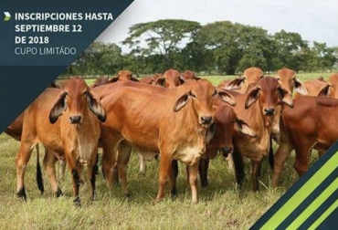 Este primer seminario revisará temas como ganadería sostenible y sistemas silvopastoriles en el bosque tropical seco colombiano. Foto: Cortesía I Seminario de Ganadería Climáticamente Inteligente en Huila, I Seminario de ganadería climáticamente inteligente en zona de Bosque seco tropical, ganadería climáticamente inteligente, ganadería colombia, Asopastoril Colombia, CONtexto ganadero, ganaderos colombia, noticias ganaderas colombia