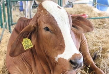 El sacrificio de los animales sólo puede hacerse en las plantas de beneficio animal, ubicadas en la zona de contención. Foto: ICA. Colombia, Fiebre aftosa, ICA, foco de fiebre aftosa en Boyacá, medidas para controlar y erradicar la fiebre aftosa, cuarentena, zona de contención, Ganadería, ganadería colombiana, noticias ganaderas, noticias ganaderas Colombia, CONtexto ganadero