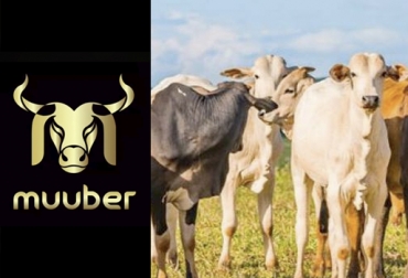 La aplicación ofrece un revolucionario servicio para garantizar las preñeces en protocolos de inseminación artificial. Foto: facebook.com/pg/muubapp App Muu-B, muu-b, muu-b Colombia, inseminación artificial Colombia, tasa preñez Colombia, índice preñez Colombia, mejorar índice preñez ganado, lanzamiento muu-b Colombia, app ganadería, app transporte ganadería, apps para ganaderos, apps sector ganadero Colombia, app sector rural, ganadería tecnología aplicaciones móviles, noticias ganaderas colombia, ganadería colombia, CONtexto ganadero