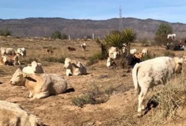 Para Juan Antonio Chávez Durón, investigadoLas estrategias del sector ganadero para enfrentar los periodos de sequía deben regirse por la anticipación y planeación, señaló Juan Antonio Chávez Durón, investigador del programa de forrajes y nutrición del campo experimental del INIFAP - México. Foto: Conacyt. Fenómeno de El Niño, Producción de ganado en condiciones de sequía, Baja California - México, impactos de las sequías, En la ausencia de suficientes nutrientes las vacas pierden considerable peso y condición corporal, disminución en la producción de leche, bajos índices de concepción en el ganado, bajos pesos al nacimiento y al destete de las crías, y vacas no preñadas, mortalidad en los hatos, planeación, carga animal, cantidad de forraje disponible, Ganadería, ganadería colombiana, noticias ganaderas, not