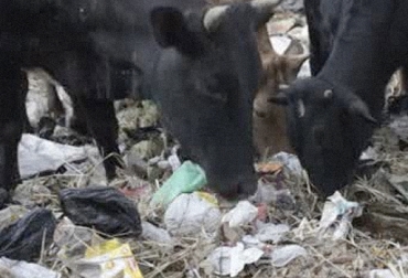 Debido al descuido del ganadero o a la falta de conciencia de la gente que arroja desechos en los potreros, los bovinos pueden consumir plástico para aliviar su apetito. Foto: www.mukeshopine.com Bovinos plástico, Bovinos consumen plástico, consejos cuando bovino consume plástico, ganado plástico, rumiante plástico, bovino consume plástico, síntomas consumo plástico bovinos, alternativas para alimentar el ganado en época de sequía, CONtexto ganadero, ganaderos colombia, noticias ganaderas colombia