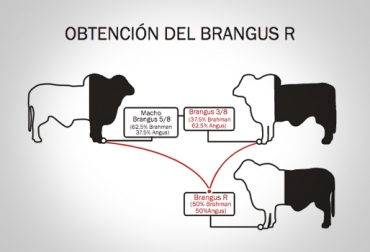 Este el diagrama de la Asociación Angus & Brangus para obtener un Brangus R (reconstituido). Foto: asoangusbrangus.org.co Brangus reconstituido, Brangus R, Asociación Angus & Brangus de Colombia, cruce Brangus, noticias Brangus Colombia, F1 Angus Brahman, tipos de Brangus, Brangus Colombia, información Brangus Colombia, CONtexto ganadero, ganaderos colombia, noticias ganaderas colombia