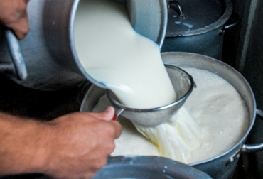 Mejorar las rutinas de ordeño y hacer el retiro de la leche una vez se usan medicamentos, son algunas de la recomendaciones del experto. Foto: diariomayabeque.cu. Ganadería, ganadería colombia, noticias ganaderas, noticias ganaderas colombia, CONtexto ganadero, leche, Calidad de la leche, producción de leche, calidad sanitaria de la leche, lecheros colombia, Lincomicina, Neomicina y Betametasona, Lincomicina y Neomicina