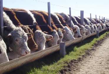 El sistema de feedlot consiste en encerrar al ganado en un espacio reducido y proporcionar alimento balanceado en grandes cantidades. Foto: Agroadvance feedlot, feedlot en Colombia, implementación de feedlot, definición de feedlot, como hacer feedlot, que es feedlot, sistema de alimentación de ganado, mayor ganancia de peso, Ganancia de peso diaria, materias primas, CONtexto ganadero, ganaderos colombia, noticias ganaderas colombia