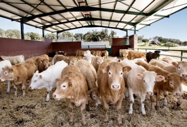 “El modelo intensivo exige un manejo nutricional estricto porque se obliga a garantizar animales con volumen y calidad”, dijo Jimmy Vargas. Foto: vacunodeelite.es Ceba intensiva, Aragón –España, integradoras, asociación, nutrición exigente, volumen y calidad, razas taurinas, paquete tecnológico, propietario pone la tierra, empresa externa maneja el hato, organización, objetivos, CONtexto Ganadero, noticias de ganadería colombiana.