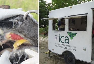“A través de otra prueba que llamamos LEF, verificamos que no haya presencia de fiebre aftosa”, sostuvo Deyanira Barrero León. Foto: CReSA - ica.gov.co Cómo ICA encontró la aftosa en Sogamoso, compra de dos hembras, programas de vigilancia y control, rastreo animal, animales mayores de seis meses de edad, sin circulación viral, CONtexto Ganadero, noticias de ganadería colombiana.