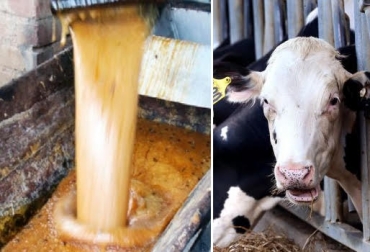 “La Melaza contiene alto nivel energético capaz de cubrir las necesidades de los bovinos”, dijo Yeliz Roa de agronomaster.com. Foto: agronomaster.com Conozca las 6 propiedades de la melaza en Bovinos, energía, megacalorías, azúcares solubles, contenido de proteína, rica en minerales, agradable olor y rica en niacina y ácido pantoténico, CONtexto Ganadero, noticias de ganadería colombiana.