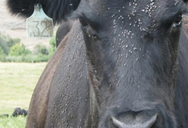 “Un ternero puede tener 50 moscas lo que restringe el incremento de peso hasta de 1 kg diario”, dijo Jorge Humberto García. Foto: agronoa.com.ar Moscas originan pérdida de peso al bovino, pérdida de energía, moscas chupadoras, moscas picadoras, brava de establos, cuernos o paletas, controles ambientales, controles químicos, lomo, CONtexto Ganadero, noticias de ganadería colombiana.