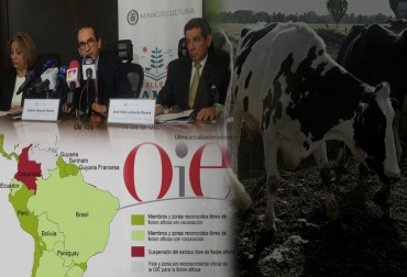 El sector enfrenta un nuevo desafío:recuperar rápidamente el estatus sanitario del país. Foto: CONtexto ganadero. estatus sanitario, OIE, suspensión estatus sanitario, aftosa, aftosa boyacá, fiebre aftosa boyacá, foco de aftosa, 1 año de fiebre aftosa en Colombia, aniversario brote fiebre aftosa Colombia, zona de contención Colombia, ganaderos Colombia fiebre aftosa, Focos fiebre aftosa Colombia junio y julio 2017, fiebre aftosa en Colombia, brotes fiebre aftosa Colombia, CONtexto ganadero, ganadería colombia, noticias ganaderas colombia