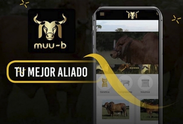 Esta app pretende convertirse en una herramienta ideal para hacer transacciones comerciales en ganadería. Foto: instagram.com/muub.app App Muu-B, muu-b, muu-b Colombia, lanzamiento muu-b Colombia, app ganadería, app transporte ganadería, apps para ganaderos, apps sector ganadero Colombia, app sector rural, Ganadería colombiana, ganadería tecnología aplicaciones móviles, noticias ganaderas colombia, ganadería colombia, CONtexto ganadero
