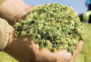 En Colombia, la oferta de forraje para los bovinos está en un nivel de bajo a medio, según un experto de Dow AgroSciences. Foto: Forratec Oferta forrajera ganadería Colombia, Oferta forrajera Dow AgroSciences, mejoramiento oferta forrajera, Dow AgroSciences, Dow AgroSciences ganadería sostenible, Dow AgroSciences ganadería, agroquímicos de Dow, semillas de Dow, soporte técnico de Dow, alianzas de Dow, CONtexto ganadero, ganaderia Colombia, noticias ganaderas Colombia