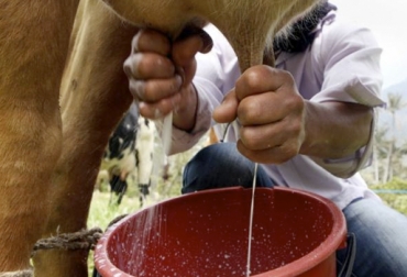 Ofrecer materias primas más baratas, conservar forraje y sembrar en zona de ladera son los consejos del doctor Gil para aumentar la rentabilidad del negocio lechero. Foto: Vanguardia Liberal Nutrición ganado producción leche, nutrición de vacas para producir leche, fosfato bicálcico, fosfato dicálcico, nitrógeno, fósforo, alimentación del ganado para producir leche, dieta adecuada para los bovinos, Adecuada alimentación para mejorar producción de leche, oferta forrajera para vacas reproductivas, CONtexto ganadero, ganaderos colombia, noticias ganaderas colombia