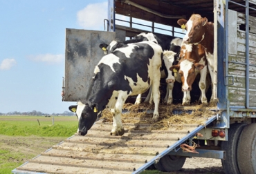 Un adecuado programa de recepción del ganado garantizará la sanidad de los animales entrantes y de los que ya están en la finca. Foto: sanidadanimal.bayer.com.mx Programa recepción ganado nuevo, Programa recepción ganado, consejos recepción ganado comprado, recibir ganado nuevo, consejos recibir ganado nuevo, recibir bovinos nuevos, bovinos nuevos en la finca, CONtexto ganadero, ganaderos Colombia, noticias ganaderas Colombia