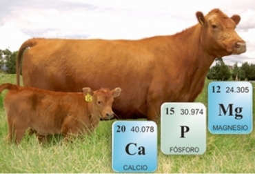 El Fósforo interviene en la transferencia de energía, en el transporte y metabolismo de los ácidos grasos, en formación de proteínas, en el crecimiento. Foto: Fedegán - www.periodni.com nutrición bovina, fósforo, ¿qué hace el fósforo en el animal?, apetito y la eficiencia de la utilización de los alimentos, tejido esquelético, crecimiento celular, funciones metabólicas, desordenes nutricionales, bacterias ruminales, degradación de hidratos de carbono y síntesis de proteína microbiana, CONtexto ganadero, ganadería Colombia, Noticias ganaderas Colombia