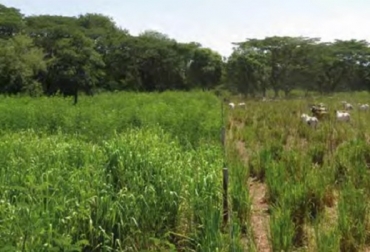 Los animales ocupan durante tres días cada franja, el resto descansa. Nótese la elevada cantidad de biomasa comestible y buena sombra en la franja próxima a silvopastoreo. Finca La Luisa, Codazzi. Trópico seco de la región Caribe, en el departamento del Cesar, Colombia. Foto: Fernando Uribe T. CIPAV 2014 Sistemas silvopastoriles intensivos (SSPi), criterios presentes en los Sistemas Silvopastoriles, La intencionalidad, la intensividad, la integridad, la interactividad sistema agroforestal pecuario, producción de carne y leche, madera, frutas y otros bienes asociados beneficios al medio ambiente, beneficios a la actividad productiva de la ganadería, SSPi estratos, SSPi estrato herbáceo, SSPi estrato de arbustos SSPI árboles en la periferia, divisiones de potreros, cercas vivas, agua. prácticas agroforestales