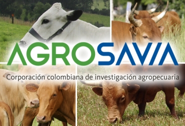 BON, Costeño con Cuernos, Romosinuano y Sanmartinero son las razas usadas en los sistemas ganaderos de Agrosavia. Foto: Fedegán / Agrosavia. Ganadería, ganadería colombia, noticias ganaderas, noticias ganaderas colombia, CONtexto ganadero, Agrosavia, ganadería agrosavia, agrosavia carimagua, agrosavia la libertad, agrosavia Turipaná, agrosavia El Nus, agrosavia obonuco, Razas criollas, razas criollas colombianas, proyecto ganadero agrosavia, Juan Lucas Restrepo