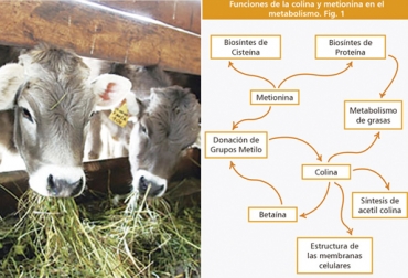 El suministro de colina ayuda a mejorar el estatus energético de la vaca en periodo de transición. Foto: actualidadganadera.com Colina en vacas, suplementación con colina en vacas, qué es la colina en vacas, suplemento colina, propiedades de la colina en vacas, uso de colina en vacas, Aminoácidos, aminoácidos en ganadería, aminoácidos rumiantes, aminoacidos, aminoacidos alimentación ganado, Contexto ganadero, ganaderos Colombia, noticias ganaderas Colombia