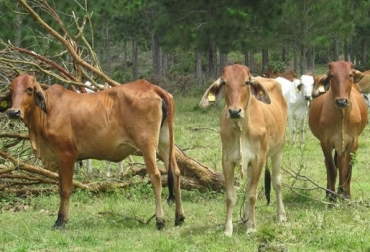 El ICA mantiene las medidas especiales establecidas para las zonas de cuarentena en el Cesar y La Guajira, departamentos en los cuales se avanza en la vacunación del segundo ciclo de 2018. Foto: ICA Colombia, ICA, MADR, Fiebre aftosa, sacrificio de animales por FA, Más de 2.000 animales susceptibles a la fiebre aftosa han sido sacrificados para disminuir el riesgo, Sogamoso (Boyacá), Maicao (La Guajira) y en los municipios de San Diego y Valledupar (Cesar), Organización Mundial de Sanidad Animal (OIE) de ejecutar el sacrificio de estos animales, vacunación de emergencia, cuarentena en el Cesar y La Guajira, investigación epidemiológica, control a la movilización de los animales, Sistema de Expedición