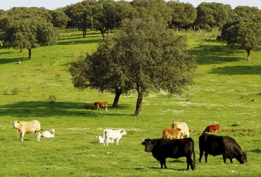 La apuesta por la sostenibilidad ambiental es uno de los pasos que siguen a la certificación en BPG. Foto: danielcuadrillero-esayt-unidadg.blogspot.com Buenas Prácticas Ganaderas, BPG ganaderos Colombia, BPG Ganaderías Carne Colombia, Ganaderos Colombia certificación BPG, certificación Buenas Prácticas Ganaderas Colombia, BPG Colombia 2018, certificación Rainforest Alliance, agrolonja Rainforest Alliance, sello Rainforest Alliance, carne agrolonja Rainforest Alliance, carne ecológica, ganadería colombia, noticias ganaderas colombia, Ganadería Sostenible, CONtexto ganadero