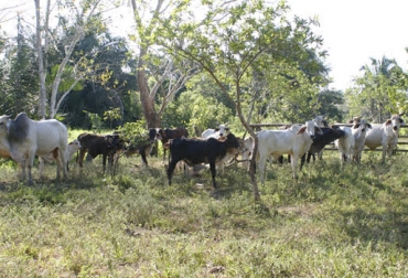 Productores de siete municipios del Meta recibieron de TNC asistencia técnica especializada. Foto: Finca y Campo Asistencia técnica a ganaderos del Meta, TNC, CIPAV, Ganadería Colombiana Sostenible, despensa agroalimentaria, aumento de productividad, mejoramiento de rentabilidad, CONtexto Ganadero, noticias de ganadería colombiana.