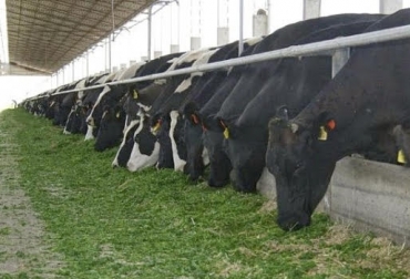 “El cuento no es tener más animales sino que ellos produzcan más de lo que puedan”, dijo Jorge Humberto García. Foto: confinamientosr.blogspot.com La ceba comienza en la preñez, buen desteto, régimen alimenticio hasta el sacrificio, animal pequeño rinde más, producir más de lo que pueden, CONtexto Ganadero, noticias de ganadería colombiana.