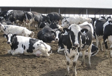 “Problemas de identificación de los animales –números repetidos o defectuosos y animales no enumerados-, pueden generar problemas en la detección del celo”, dijo Antonio Landaeta Hernández. Foto: Tambero.com Factores que afectan la expresión y detección del celo, seis factores, Universidad de Zulia, composición genética, índice temperatura humedad, vacas dominantes, efecto bioestimulante del toro, sincronización del celo y la ovulación, problemas de identificación, CONtexto Gandero, noticias de ganadería colombiana.