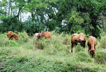 “Con silvopastoriles se logra un incremento inicial de la biomasa del 25 por ciento que lógicamente continua su aporte permanente en el tiempo”, dijo Juan Carlos Gómez Botero. Foto: Diario Agroempresario Modelo silvopastoril, aumenta producción de pastos, captura carbono, mejora medio ambiente, beneficios económicos, referente internacional, inversión segura, inversión se recupera en corto tiempo, CONtexto Ganadero, noticias de ganadería colombiana.