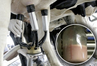 La imagen fue difundida por una youtuber que promueve el veganismo. Foto: CONtexto ganadero / Facebook. leche, ordeño, ordeño de vacas, leche con sangre, leche con sangre y pus, Universidad de la Salle, Liliana Peralta, programa de ingeniería de alimentos, Ganadería, ganadería colombia, noticias ganaderas, noticias ganaderas colombia, CONtexto ganadero